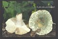 Russula virescens-amf1746